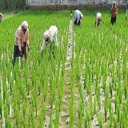 Agriculture Plots